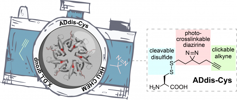 The ADdis-Cys ‘camera’ can simultaneously identify a protein's interacting partners and pinpoint their binding regions.
 